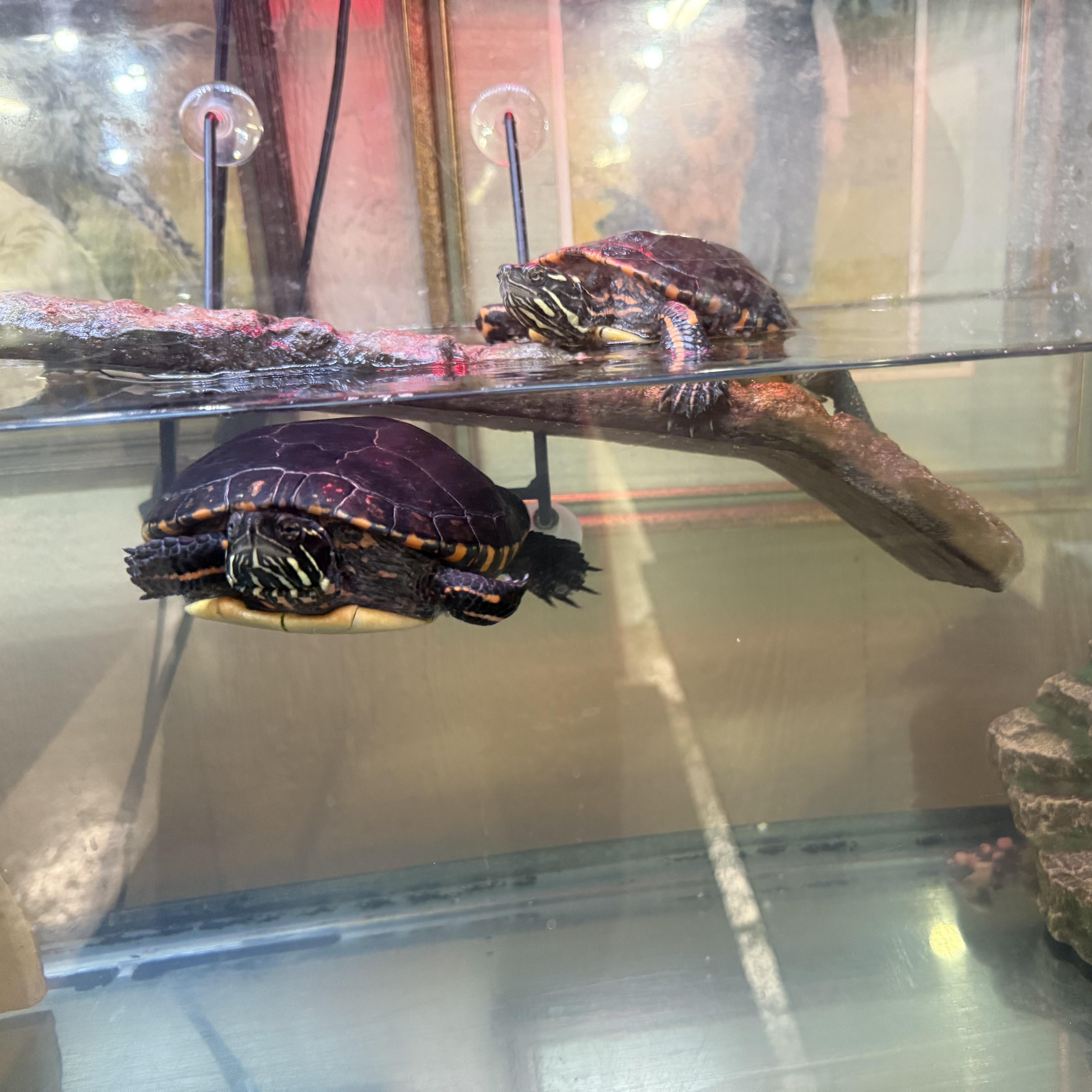 SpongeBob & SquarePants, a Adoptable Painted in Novi, MI image 6/6