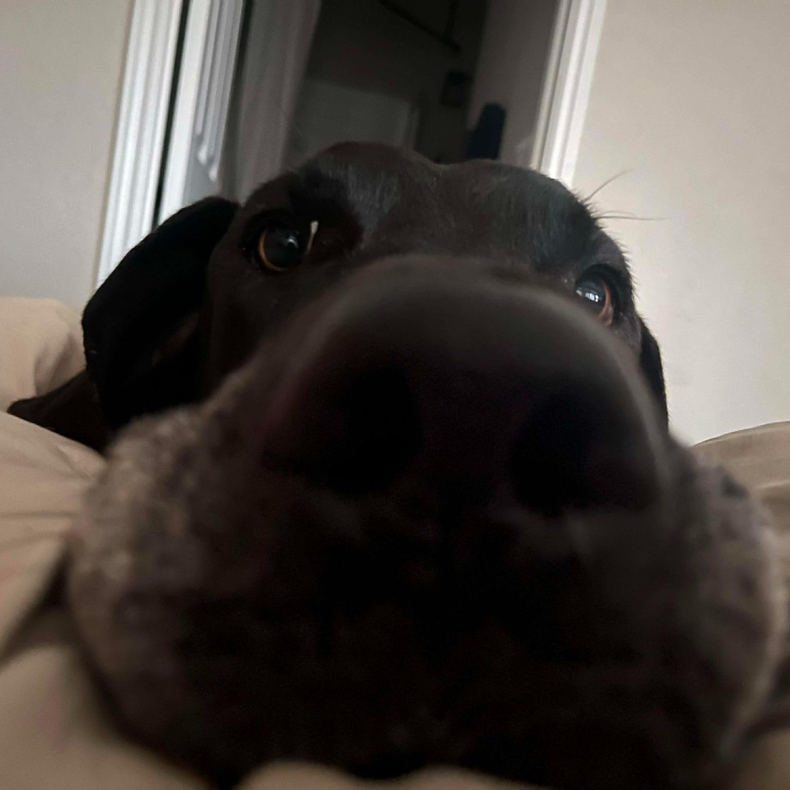 Enlarge Nemo , a ADOPTABLE Great Dane in Austin, TX image 4/4