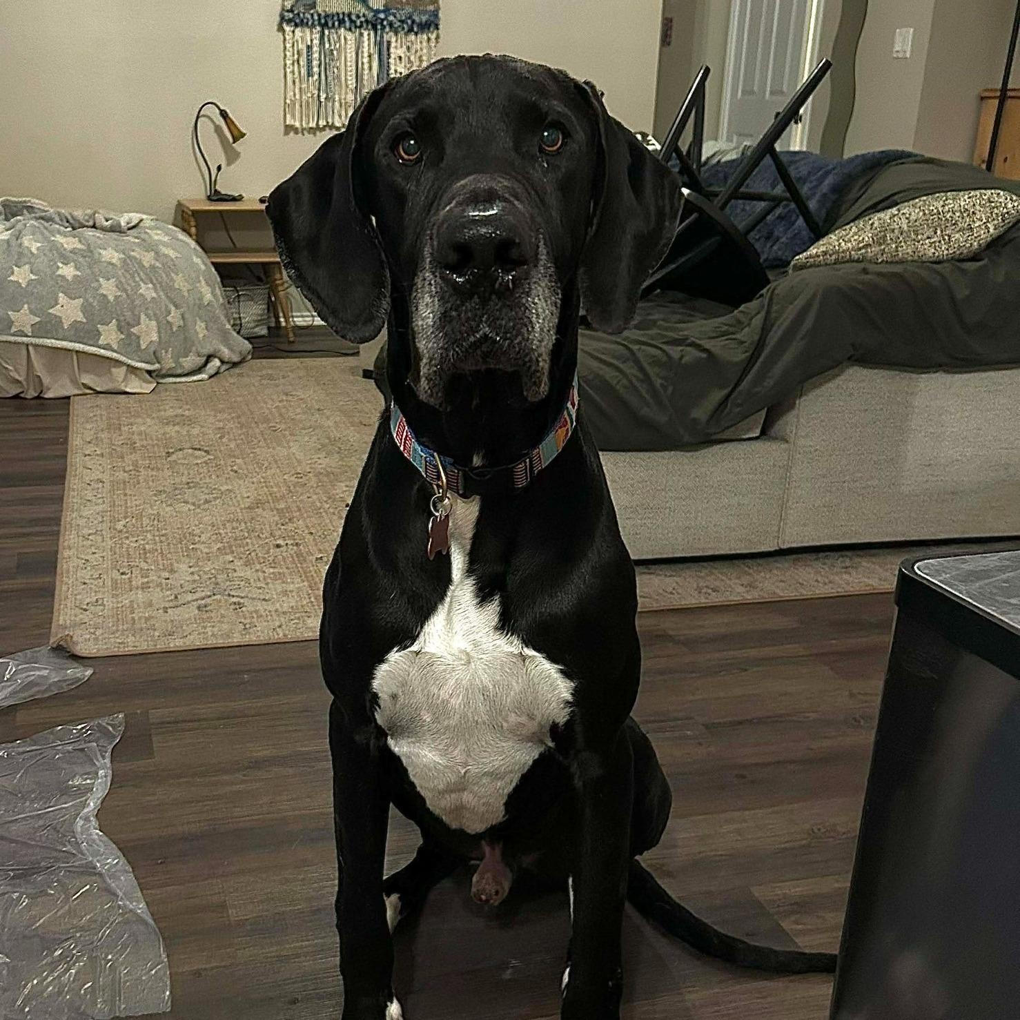 Enlarge Nemo , a ADOPTABLE Great Dane in Austin, TX image 1/4