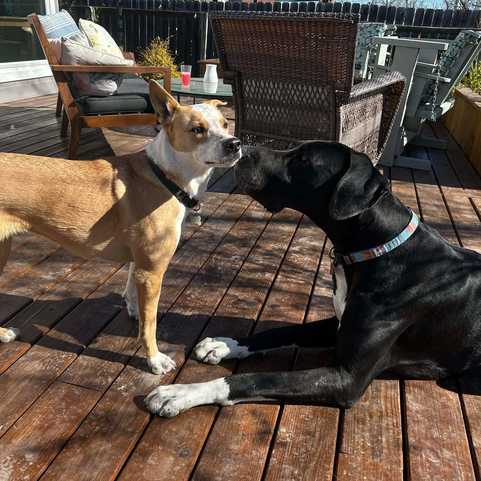 Enlarge Nemo , a ADOPTABLE Great Dane in Austin, TX image 2/4