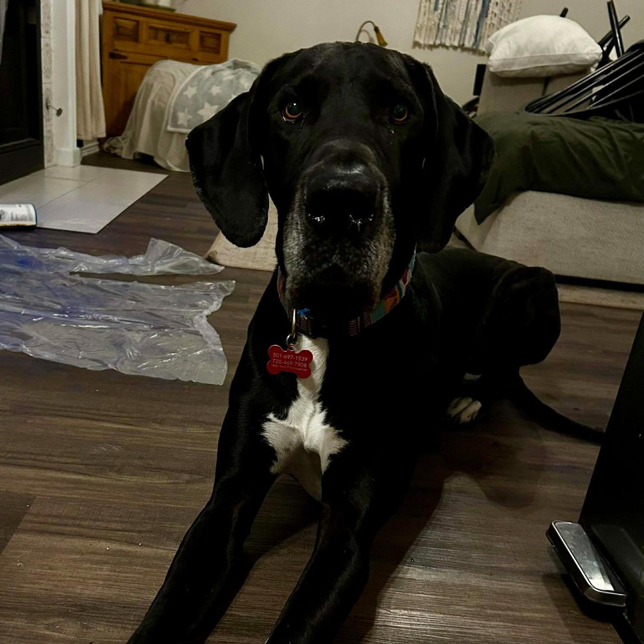 Enlarge Nemo , a ADOPTABLE Great Dane in Austin, TX image 3/4