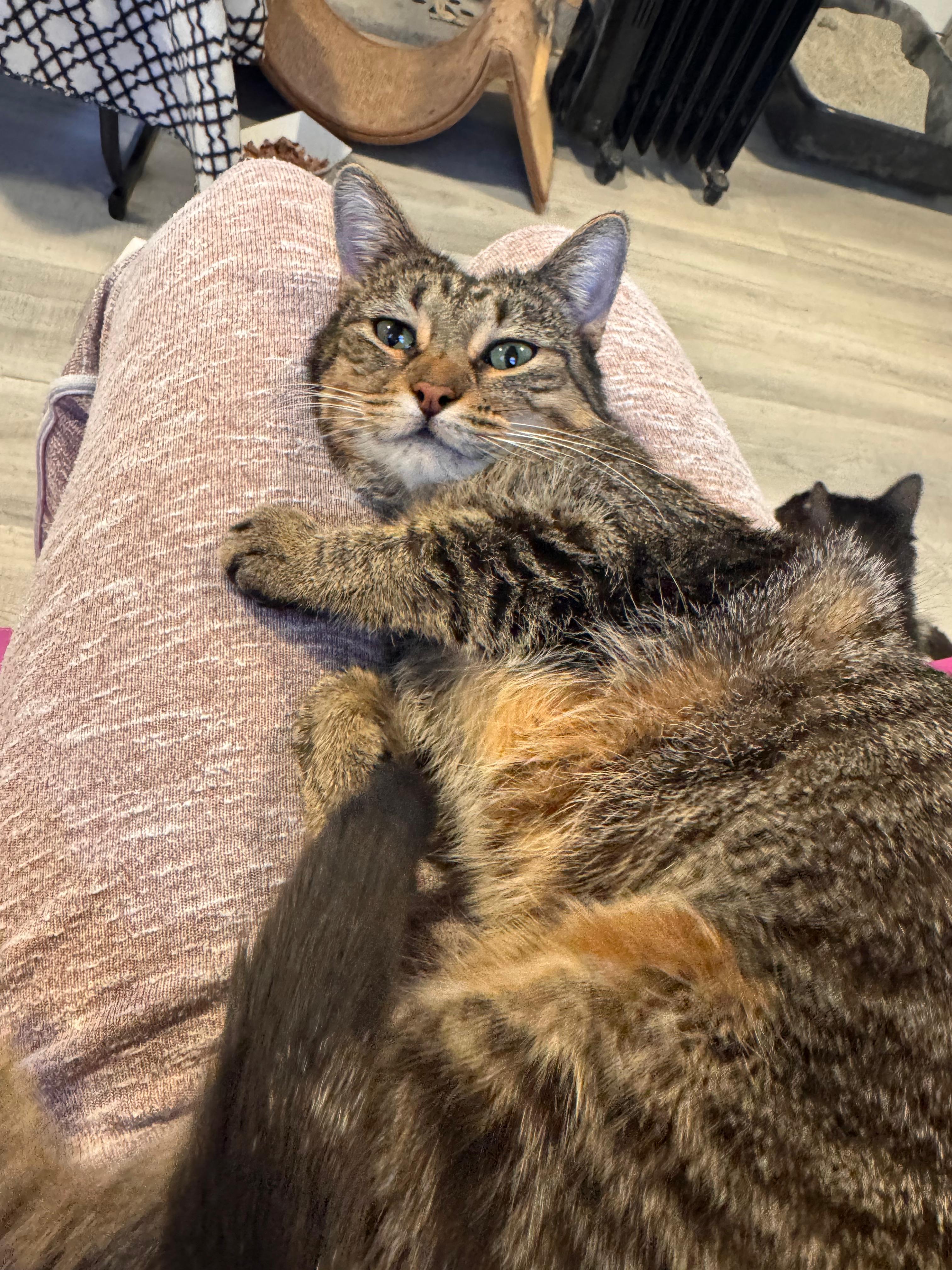 Enlarge Anya, a ADOPTABLE Domestic Short Hair in Oak Forest, IL image 2/3