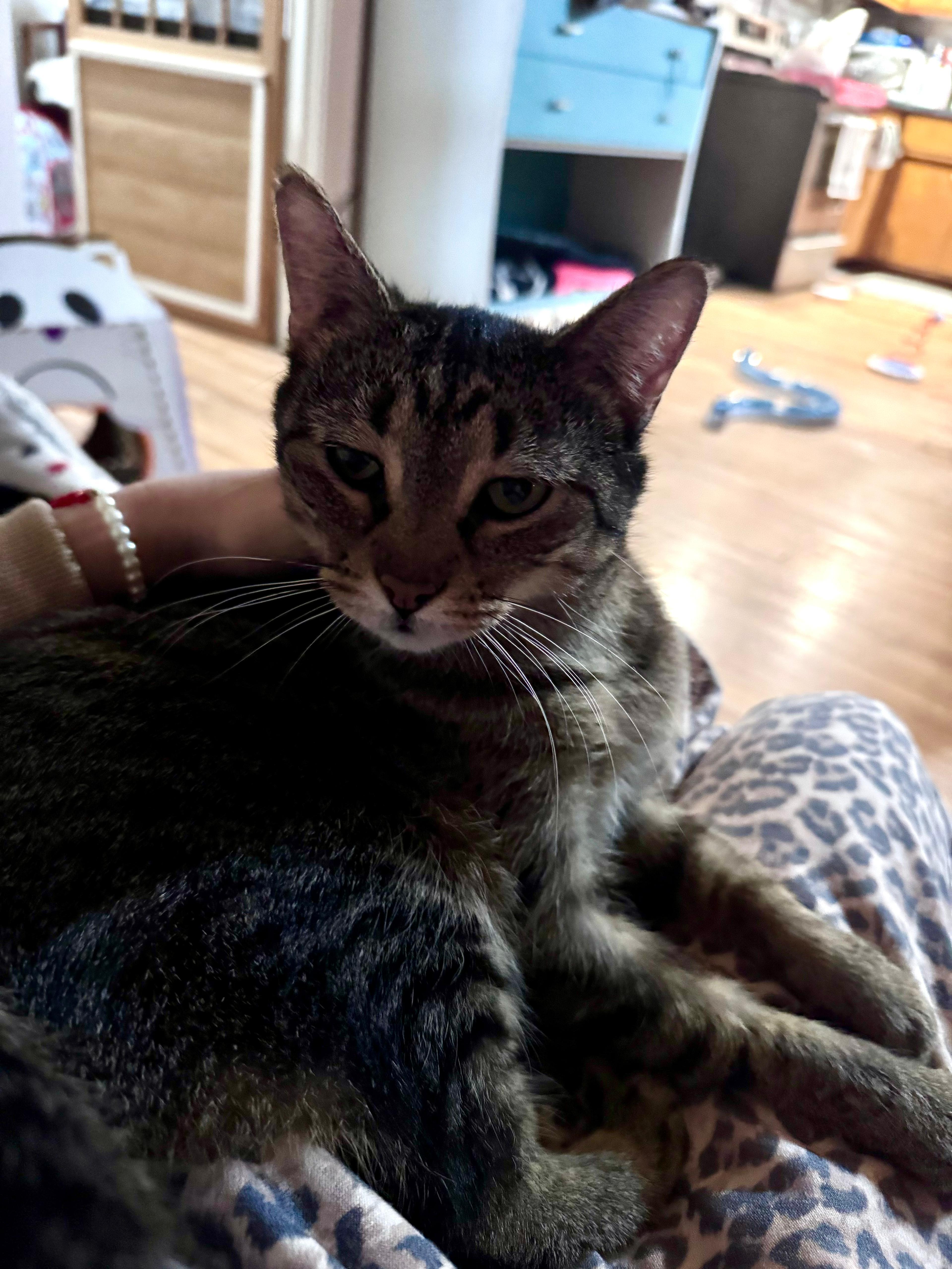 Enlarge Anya, a ADOPTABLE Domestic Short Hair in Oak Forest, IL image 3/3