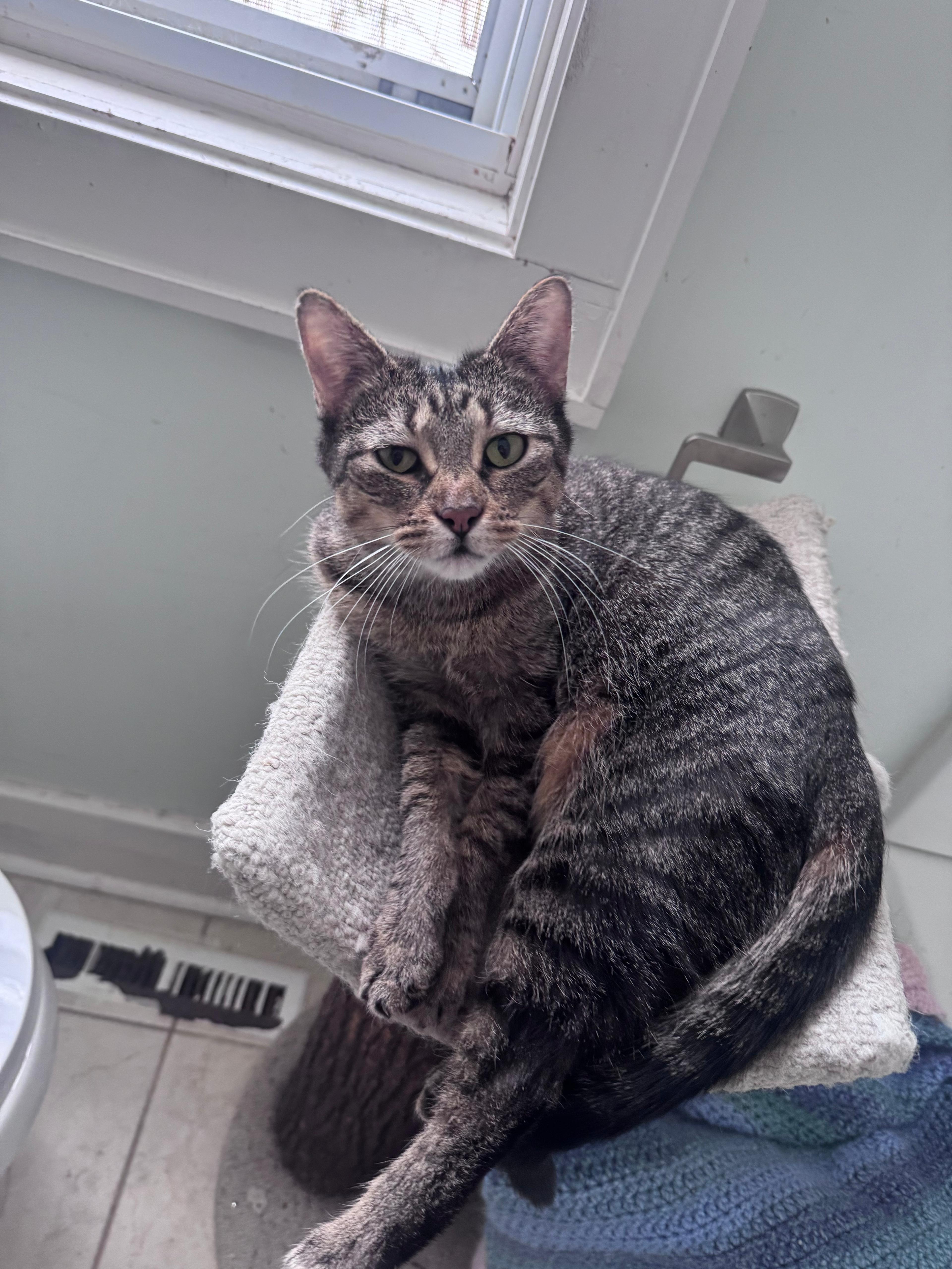 Anya, ADOPTABLE, Adult Female Domestic Short Hair.