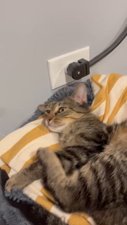 Enlarge Anya, a ADOPTABLE Domestic Short Hair in Oak Forest, IL video 4/4