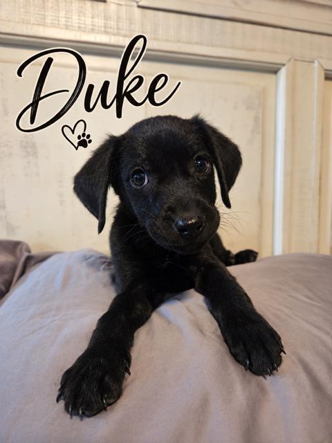 Enlarge The Duke, a Adoptable Flat-Coated Retriever in Midway, UT image 1/3
