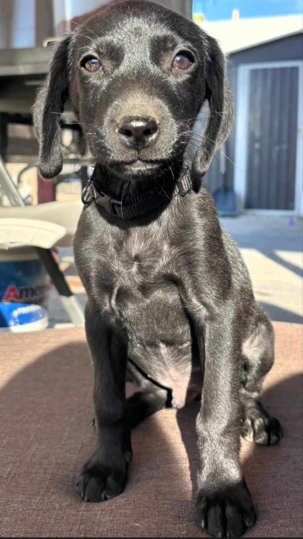 Enlarge The Duke, a Adoptable Flat-Coated Retriever in Midway, UT image 2/3