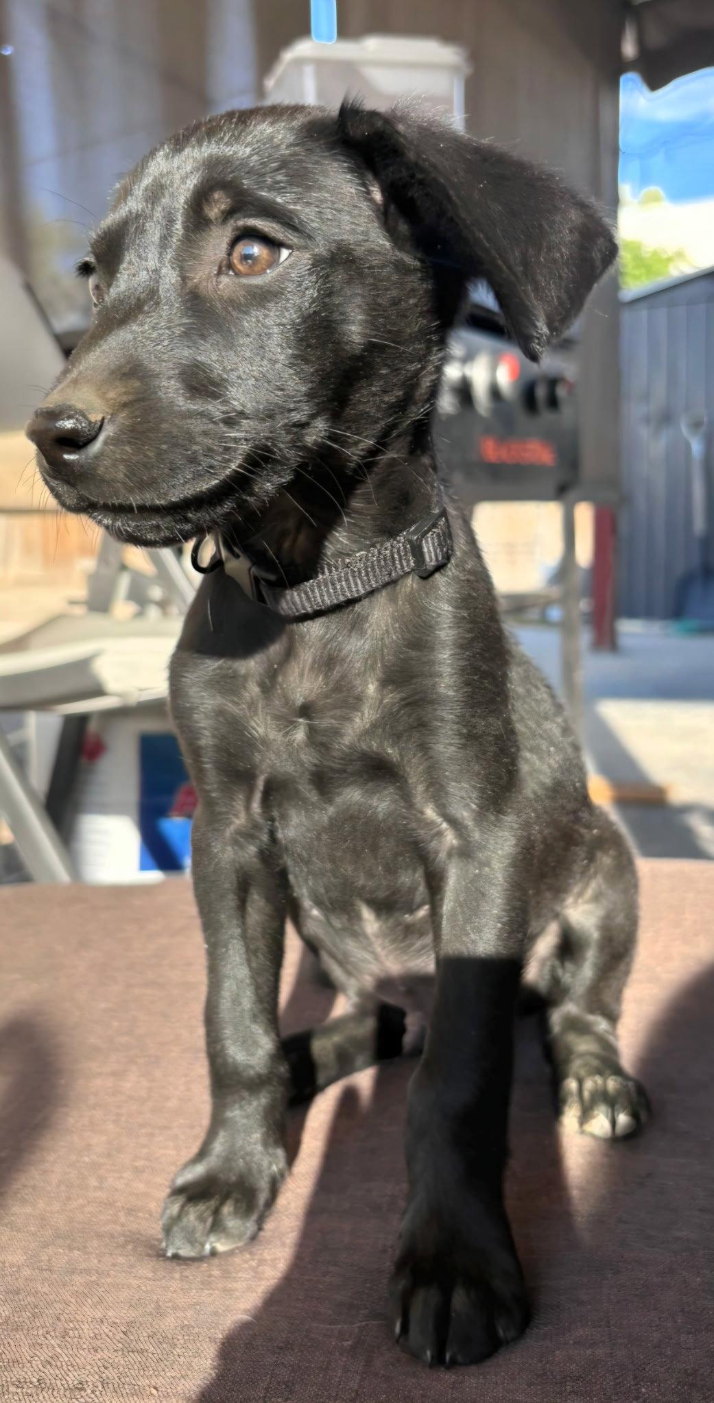 Enlarge The Duke, a Adoptable Flat-Coated Retriever in Midway, UT image 3/3