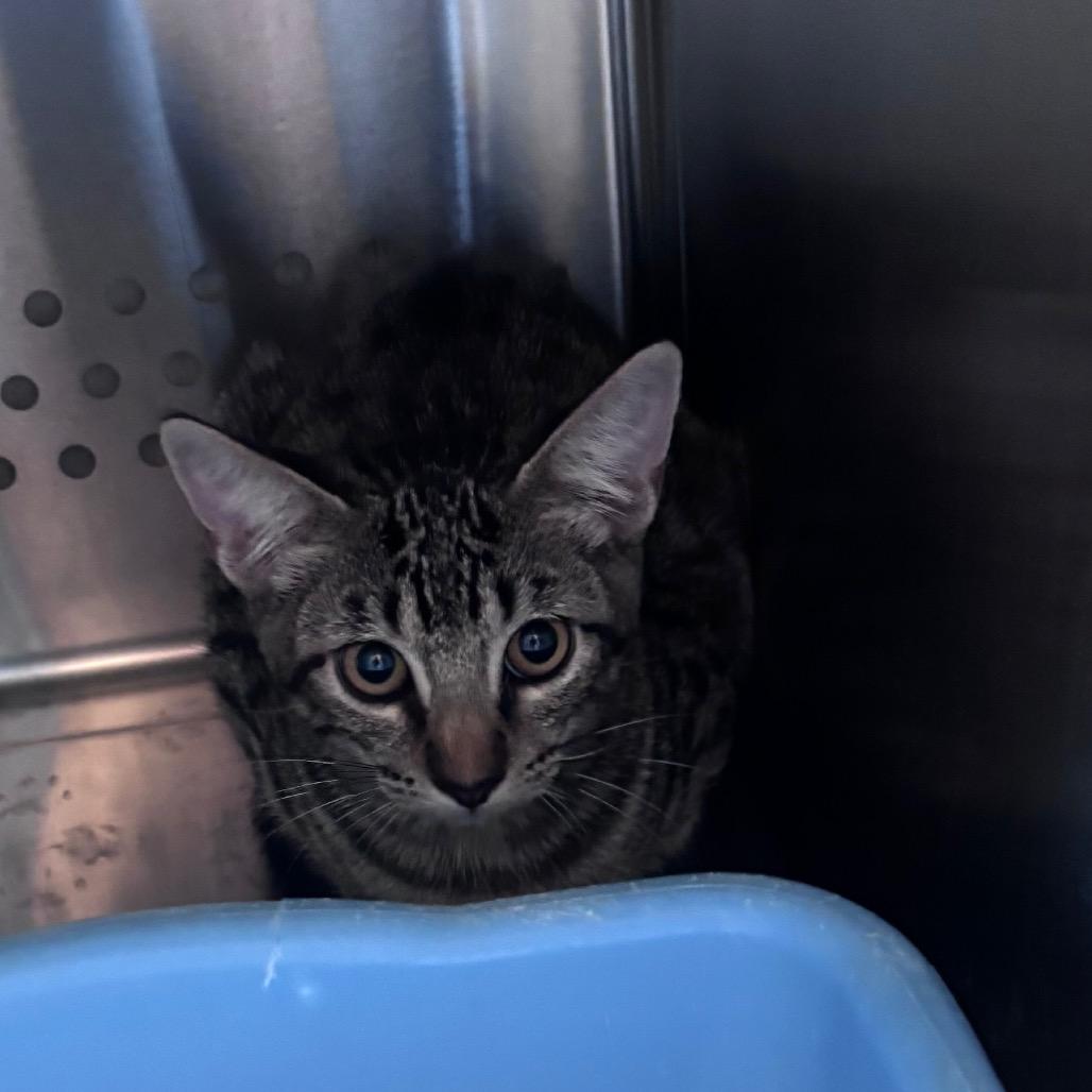 Enlarge Caramel Corn Crunch, a Adoptable Domestic Short Hair in Norman, OK image 1/1
