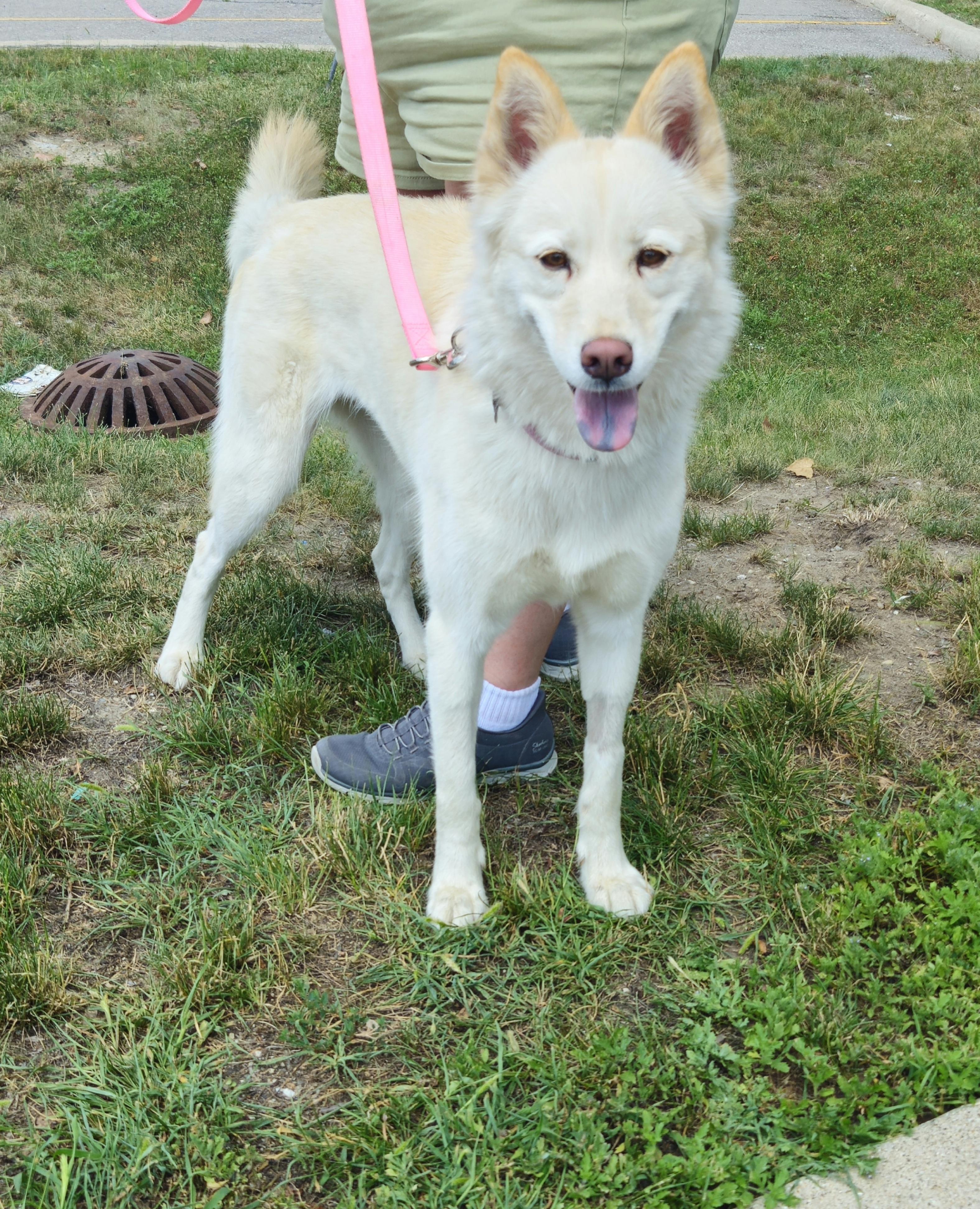 Gilda, a ADOPTABLE mixed breed in Detroit, MI image 5/5
