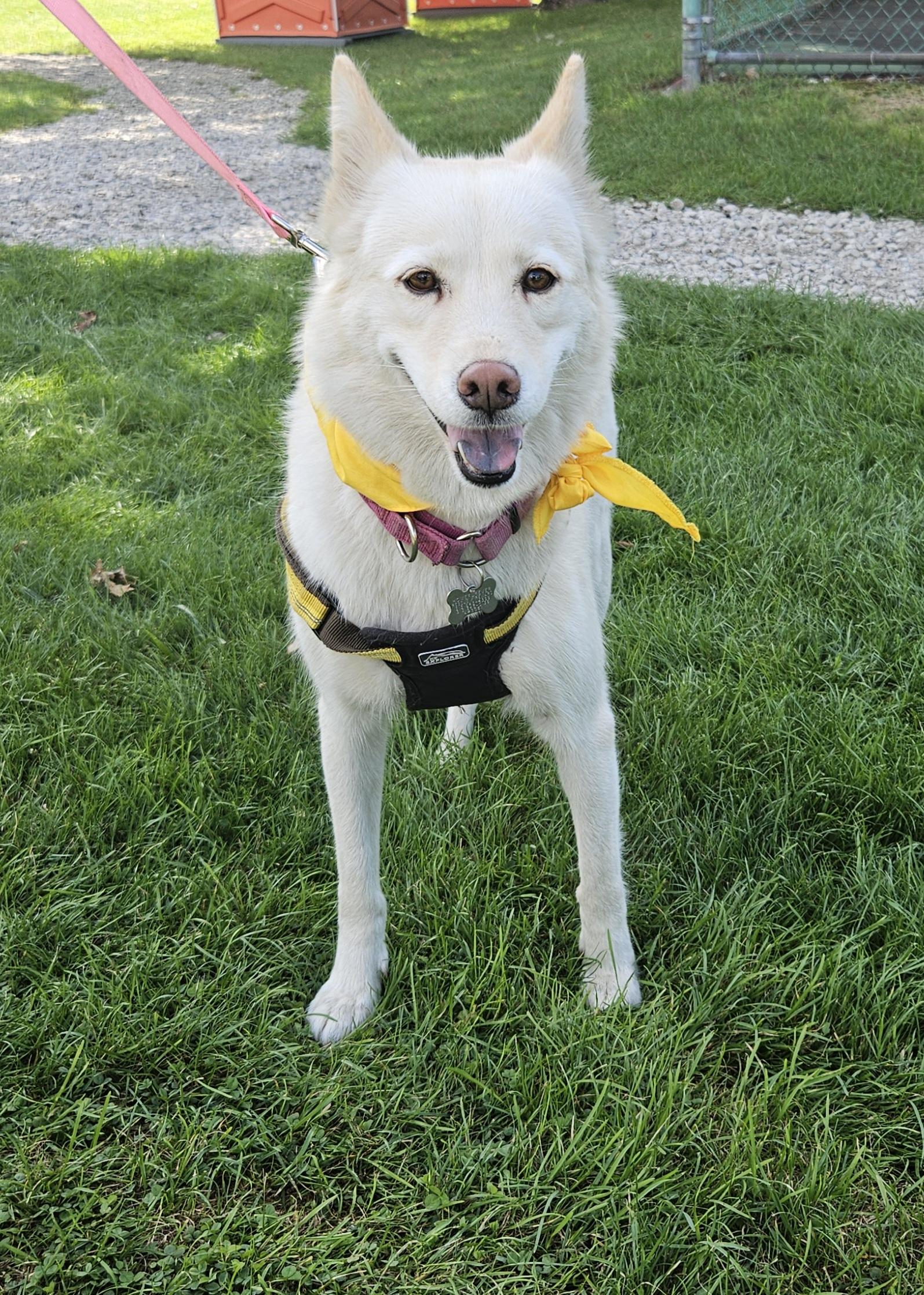 Enlarge Gilda, a ADOPTABLE mixed breed in Detroit, MI image 2/6