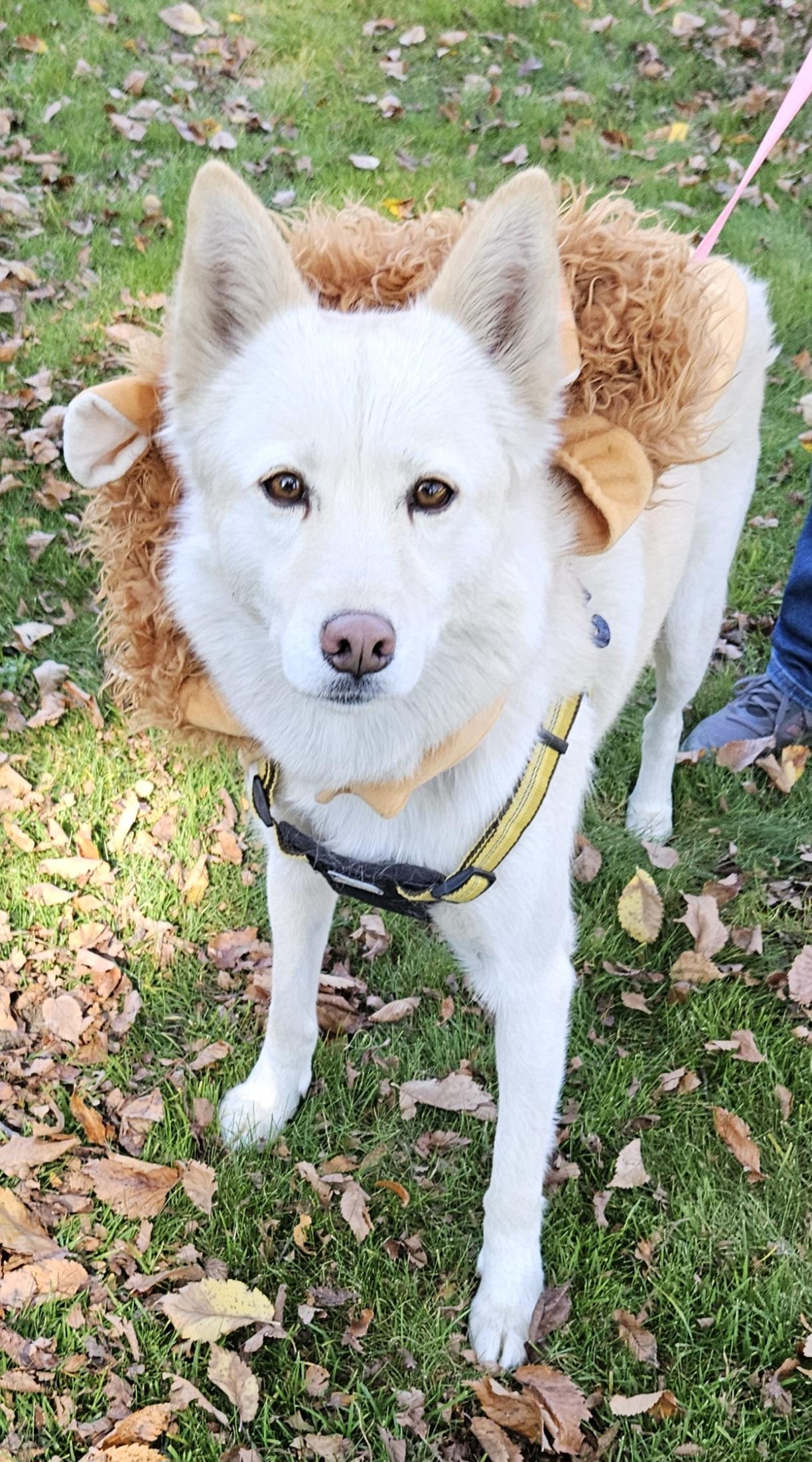 Gilda, Adoptable, Young Female Husky.