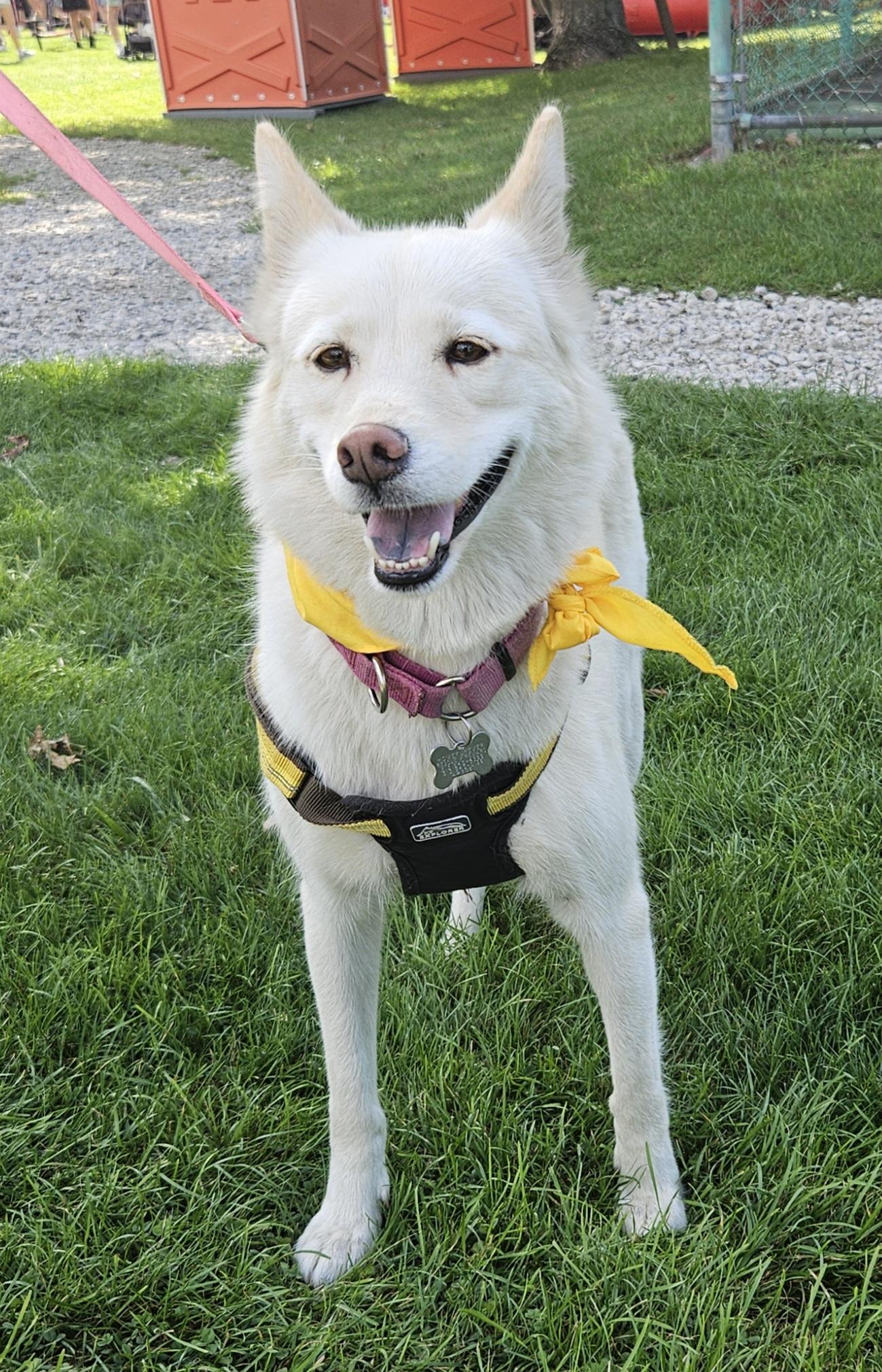 Gilda, ADOPTABLE, Young Female Husky.