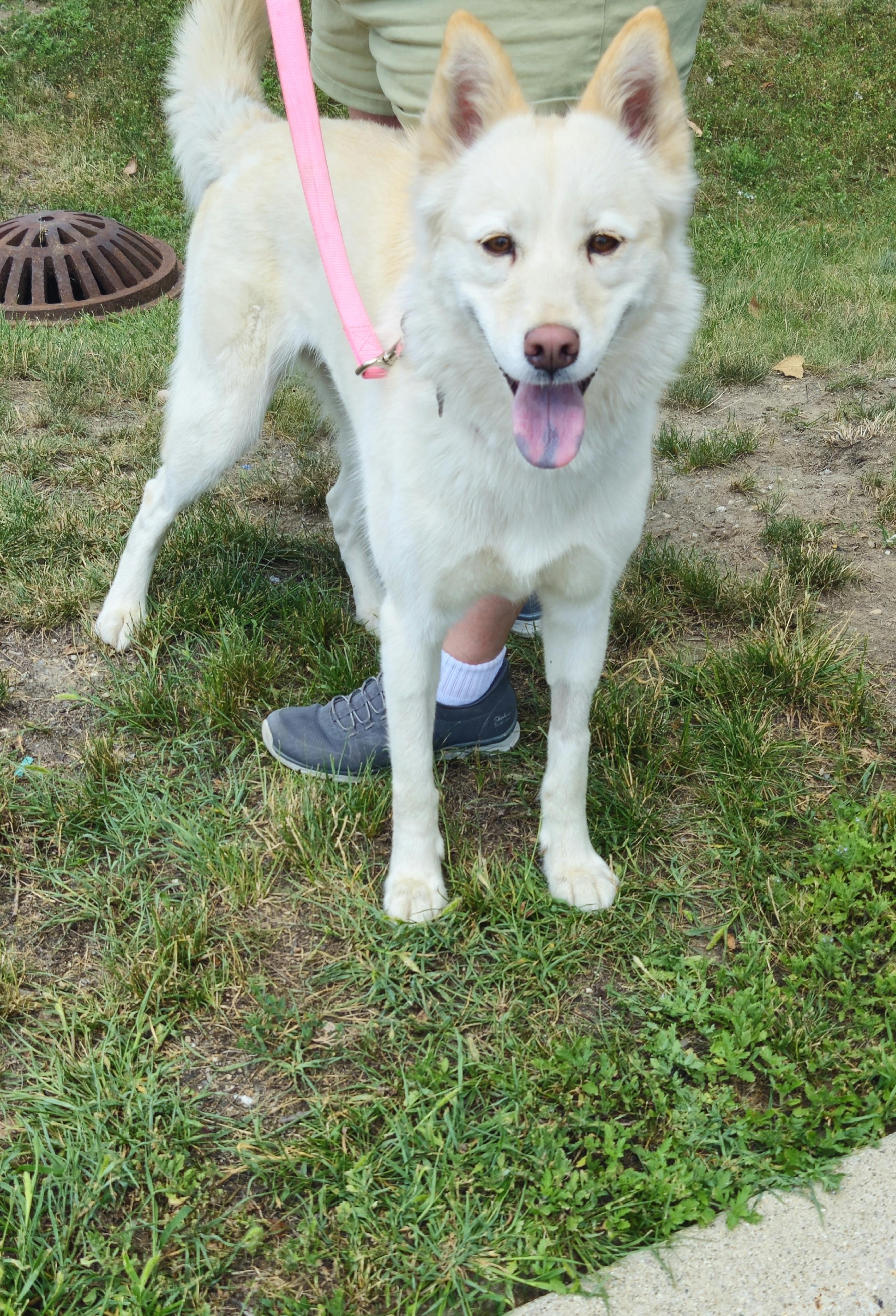 Gilda, ADOPTABLE, Adult Female Husky.