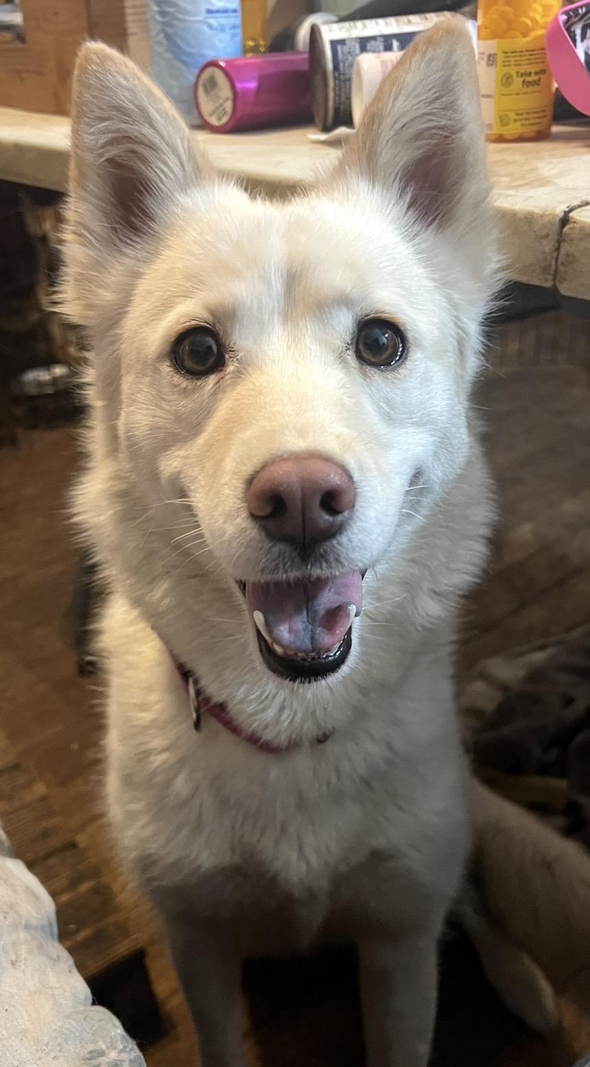 Gilda, a ADOPTABLE mixed breed in Detroit, MI image 4/5