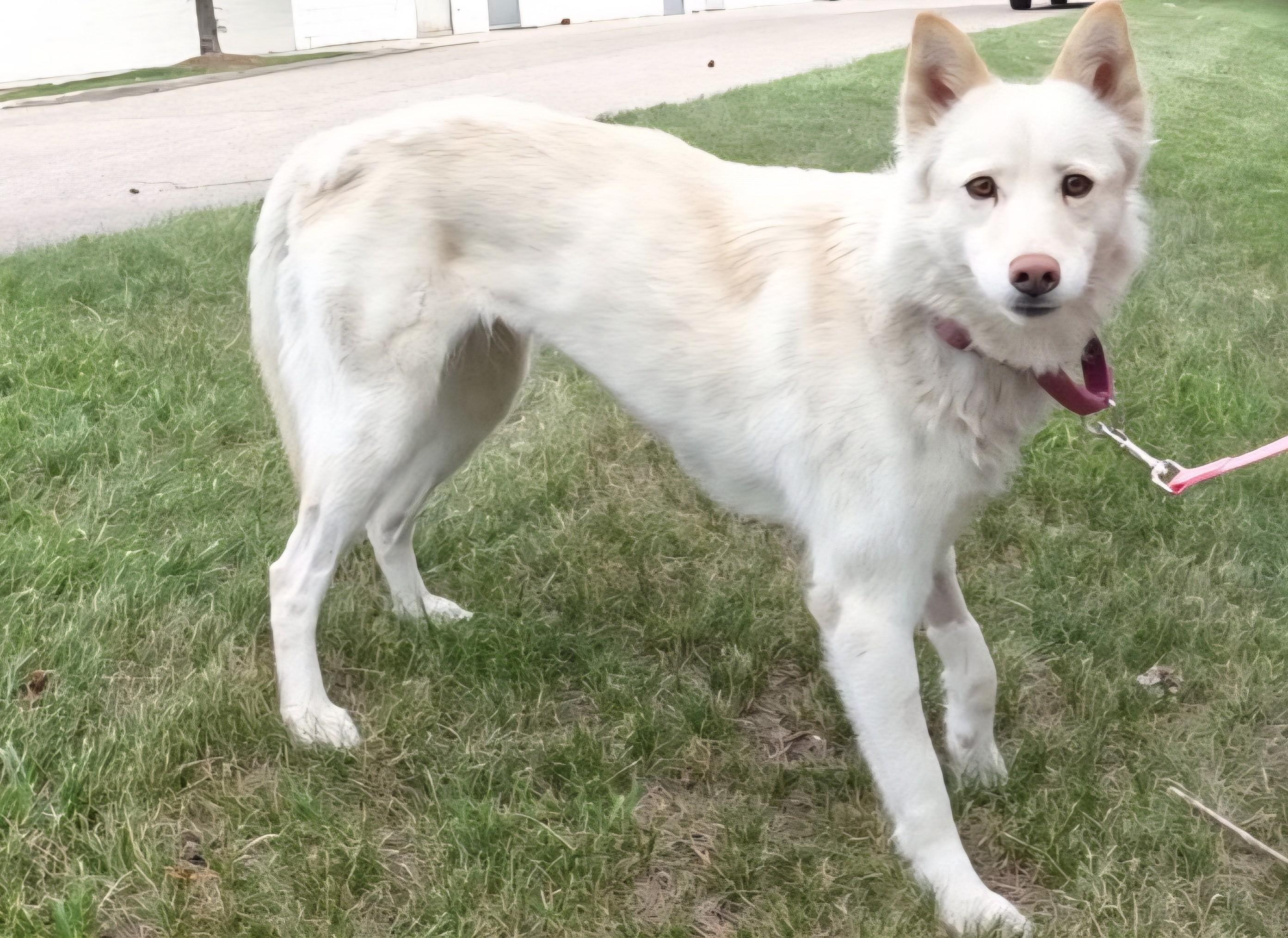 Gilda, a ADOPTABLE mixed breed in Detroit, MI image 2/5