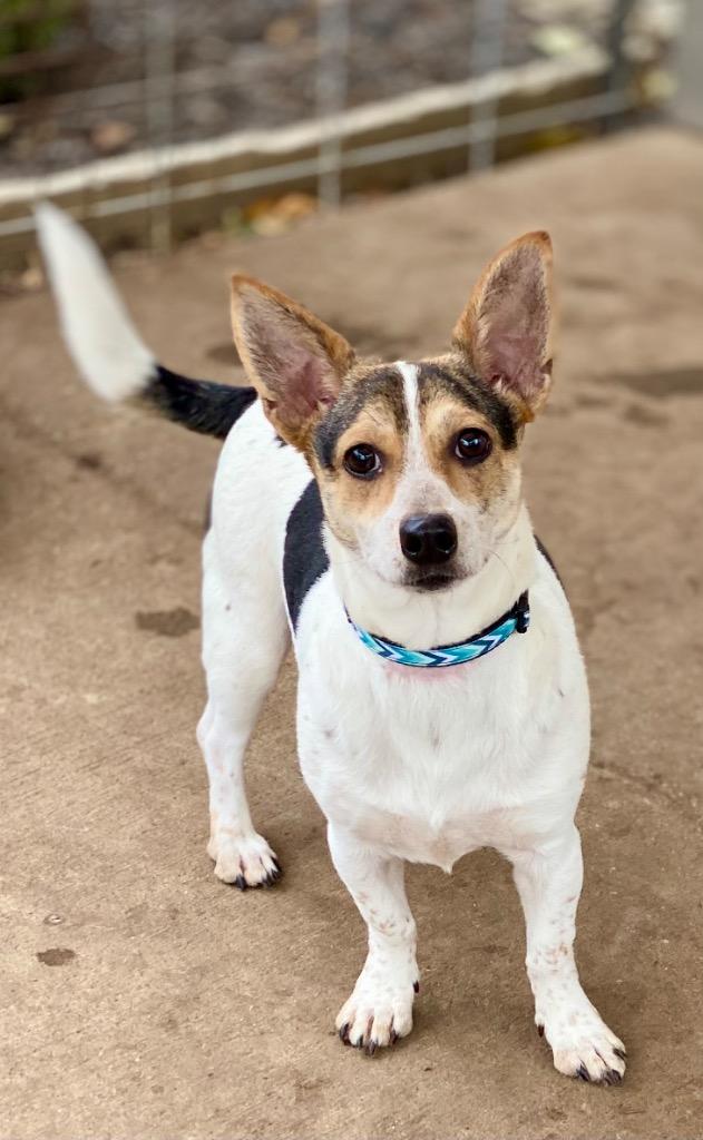 Dudley, Adopted, Young Male Jack Russell Terrier & Mixed Breed.