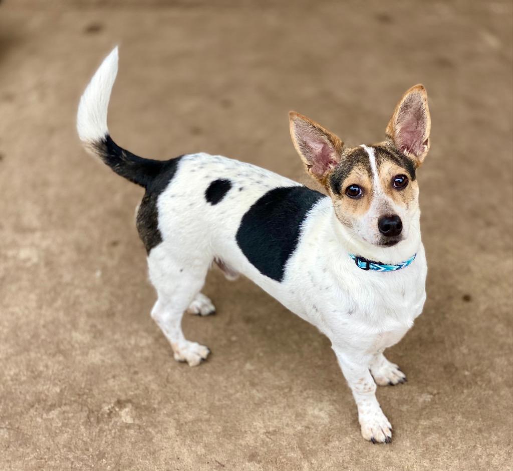 Dudley, a Adopted mixed breed in Urbandale, IA image 2/2