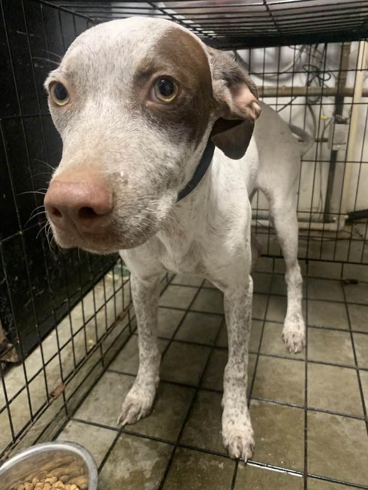 Enlarge Blitz, a Adoptable Pointer in Fairfield, IL image 1/1