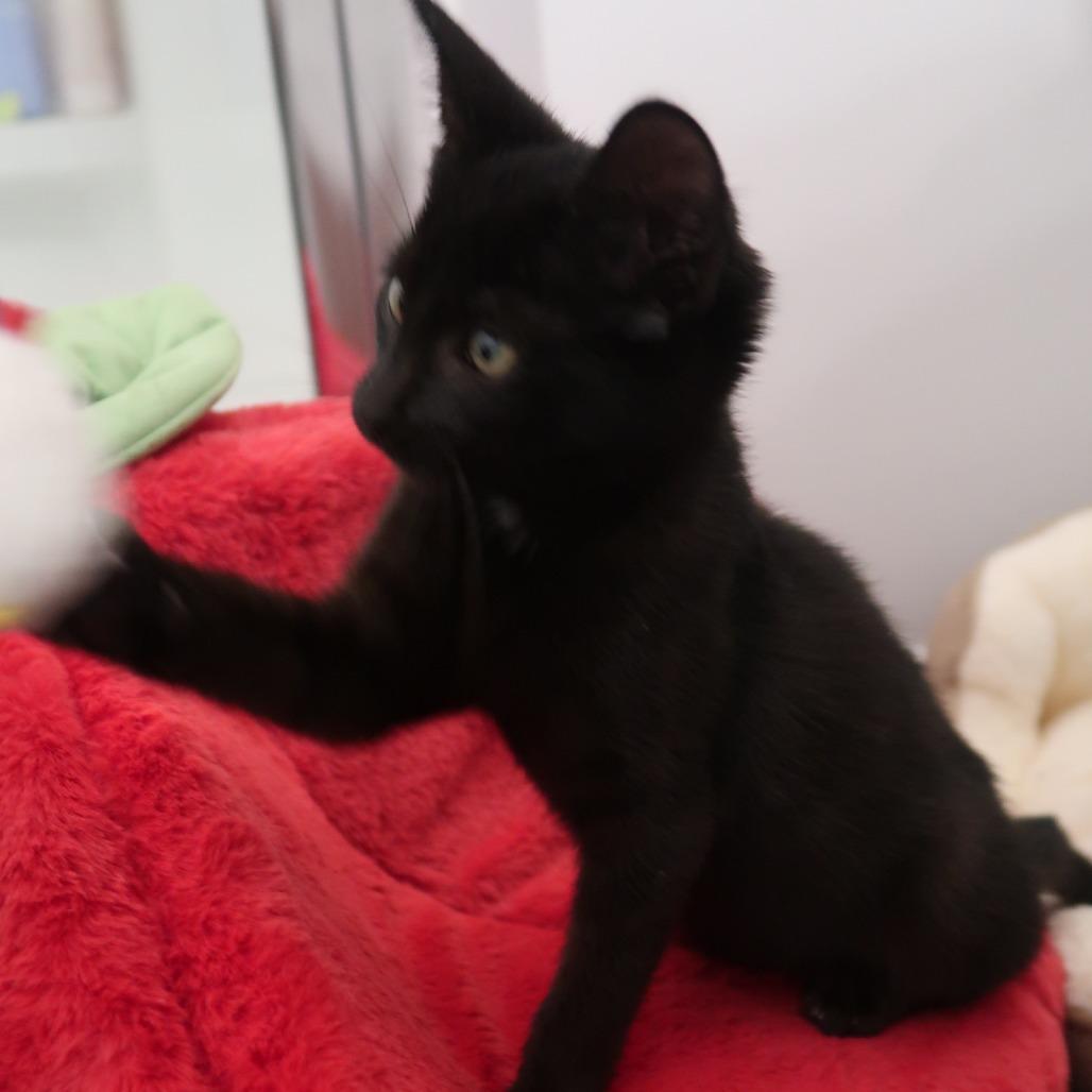 Enlarge Fuji, a Adoptable Domestic Short Hair in Delaware, OH image 1/6