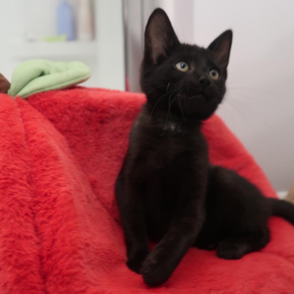Enlarge Fuji, a Adoptable Domestic Short Hair in Delaware, OH image 2/6