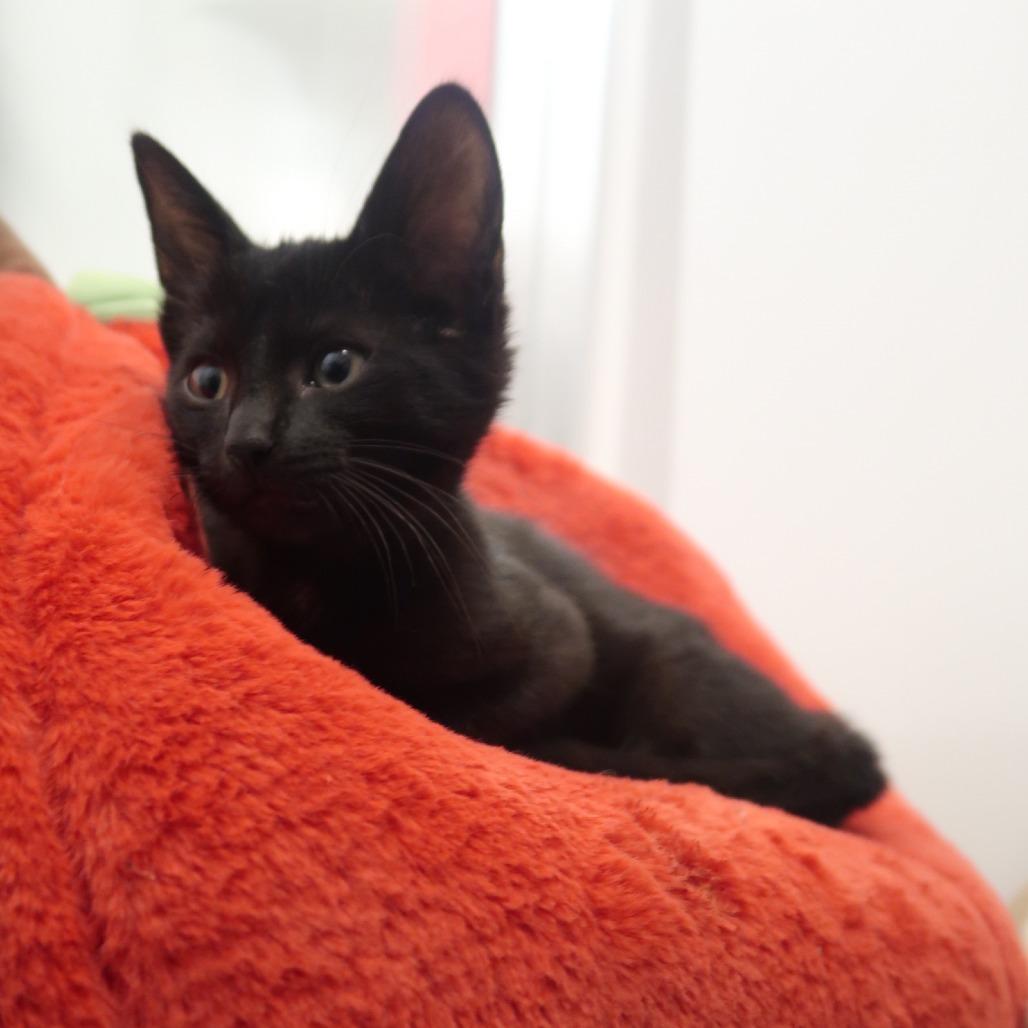 Enlarge Fuji, a Adoptable Domestic Short Hair in Delaware, OH image 3/6