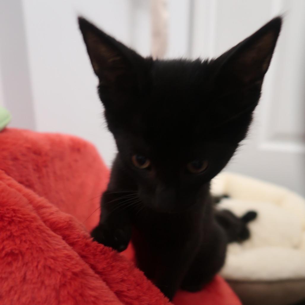 Enlarge Fuji, a Adoptable Domestic Short Hair in Delaware, OH image 4/6