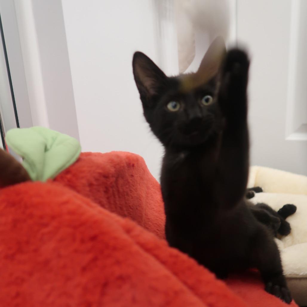 Enlarge Fuji, a Adoptable Domestic Short Hair in Delaware, OH image 5/6