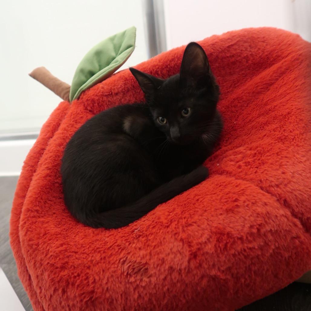 Enlarge Fuji, a Adoptable Domestic Short Hair in Delaware, OH image 6/6
