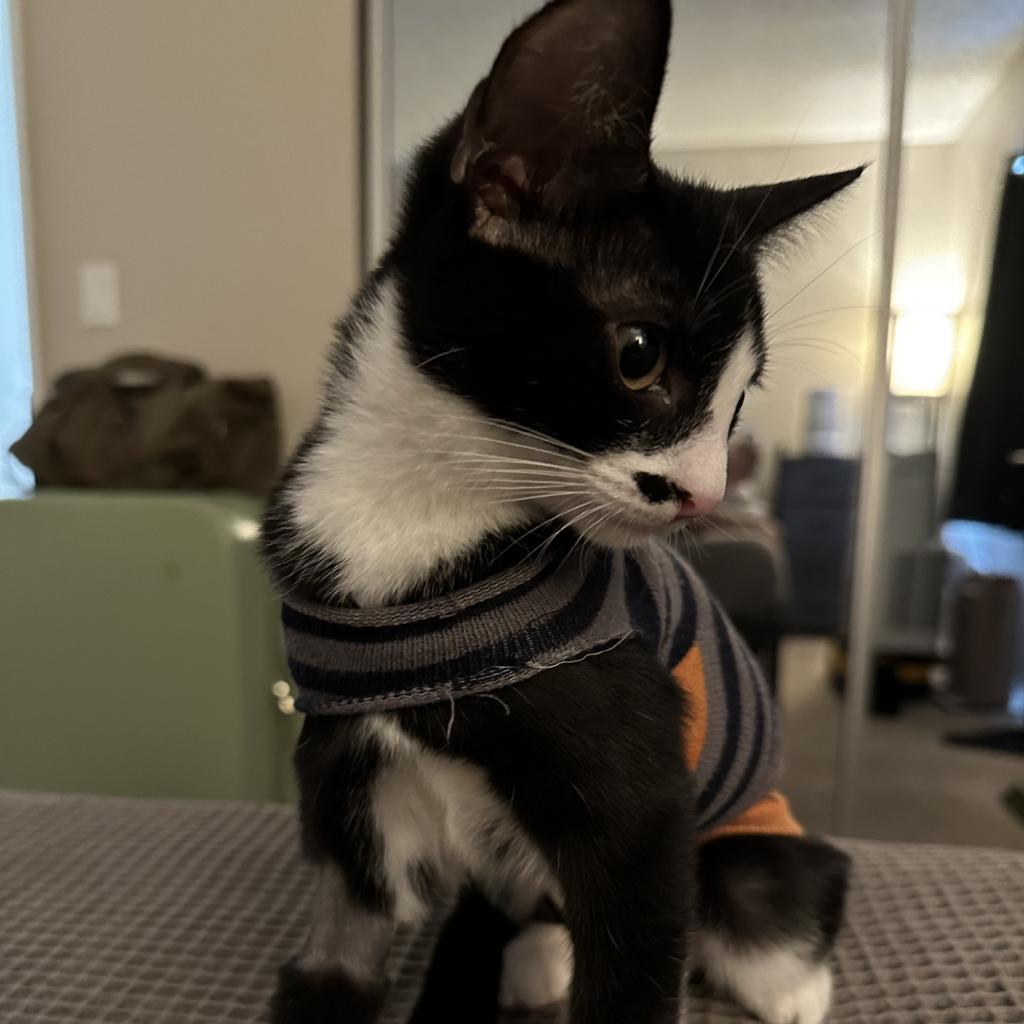 Sugar, Adoptable, Adult Female Domestic Short Hair.