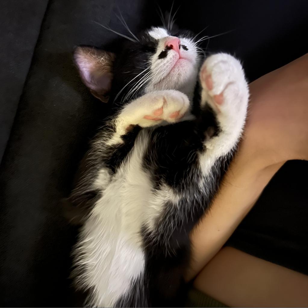 Enlarge Sugar, a Adoptable Domestic Short Hair in Long Beach, CA image 2/5