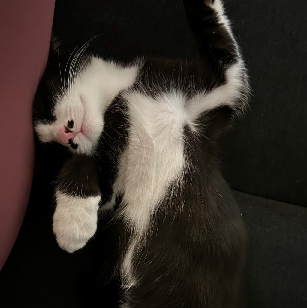 Enlarge Sugar, a Adoptable Domestic Short Hair in Long Beach, CA image 3/5