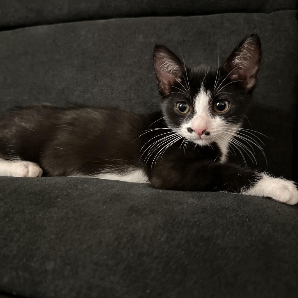 Enlarge Sugar, a Adoptable Domestic Short Hair in Long Beach, CA image 4/5