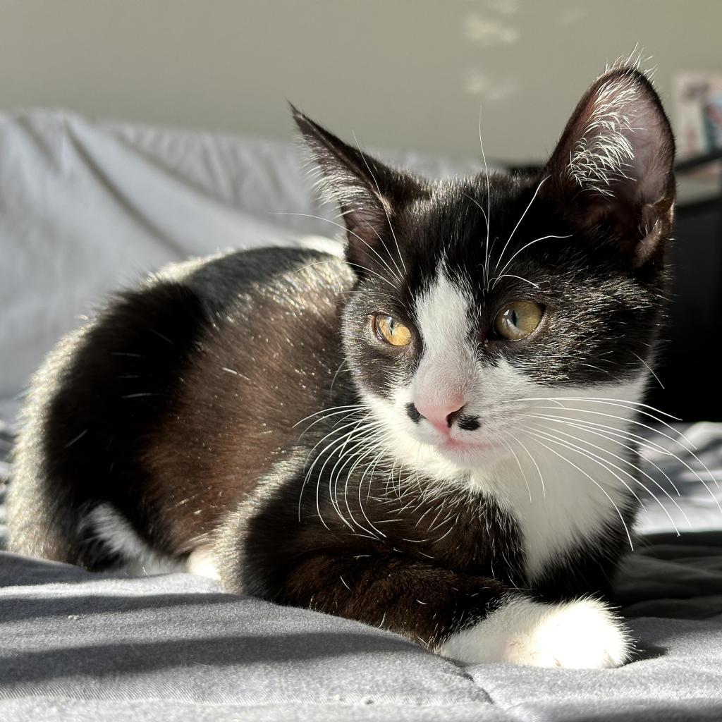 Enlarge Sugar, a Adoptable Domestic Short Hair in Long Beach, CA image 5/5