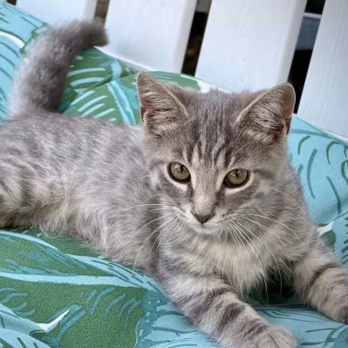 Enlarge Sunshine, a Adoptable Domestic Short Hair in Findlay, OH image 1/1