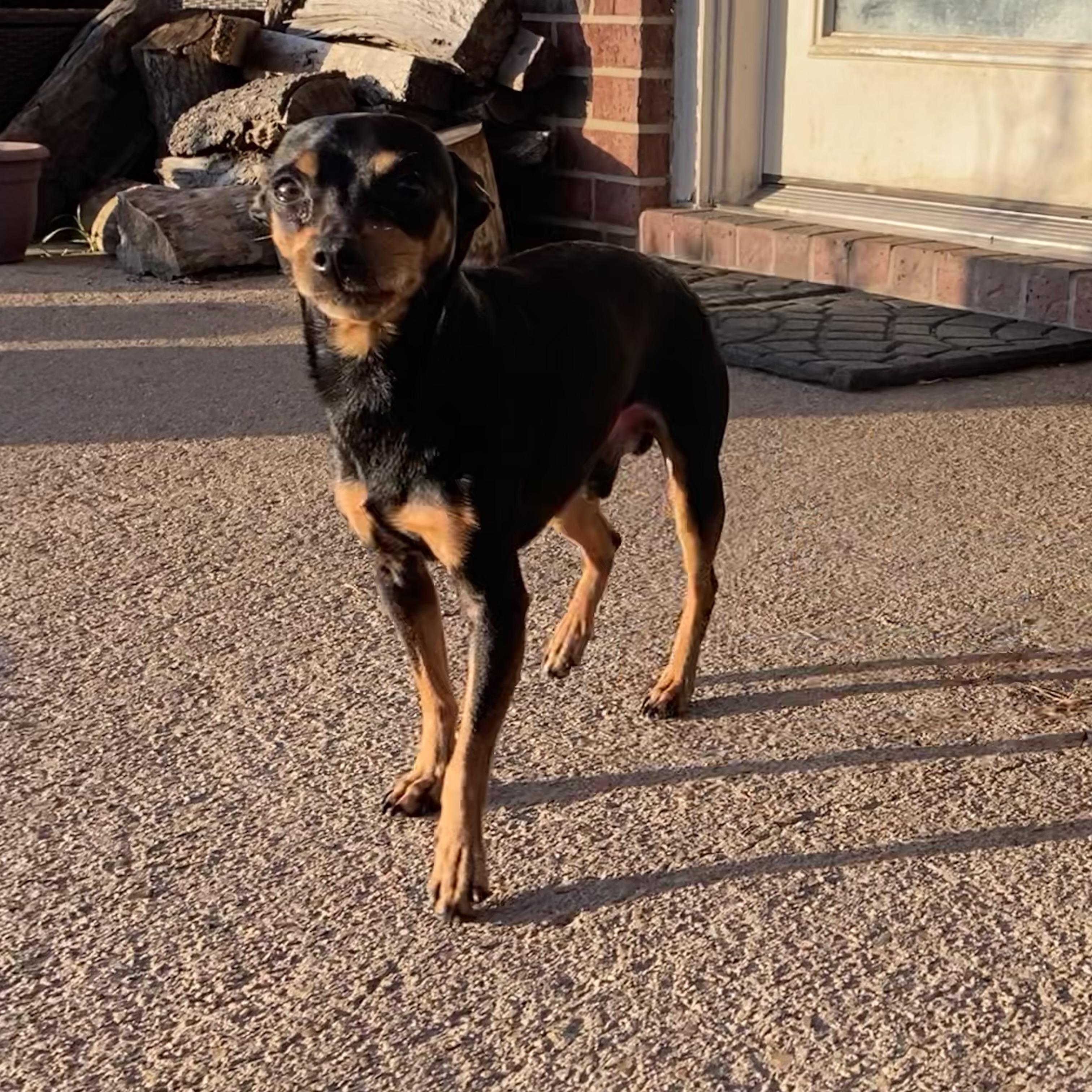 Rebel — thumbnail 2