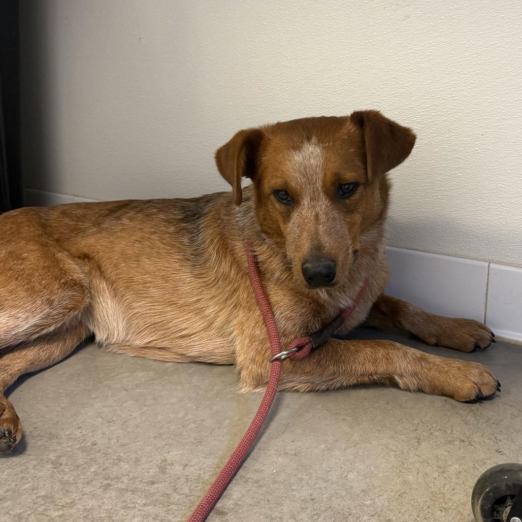 Enlarge Rodeo Queen(Blondie), a Adoptable mixed breed in Rifle, CO image 1/3