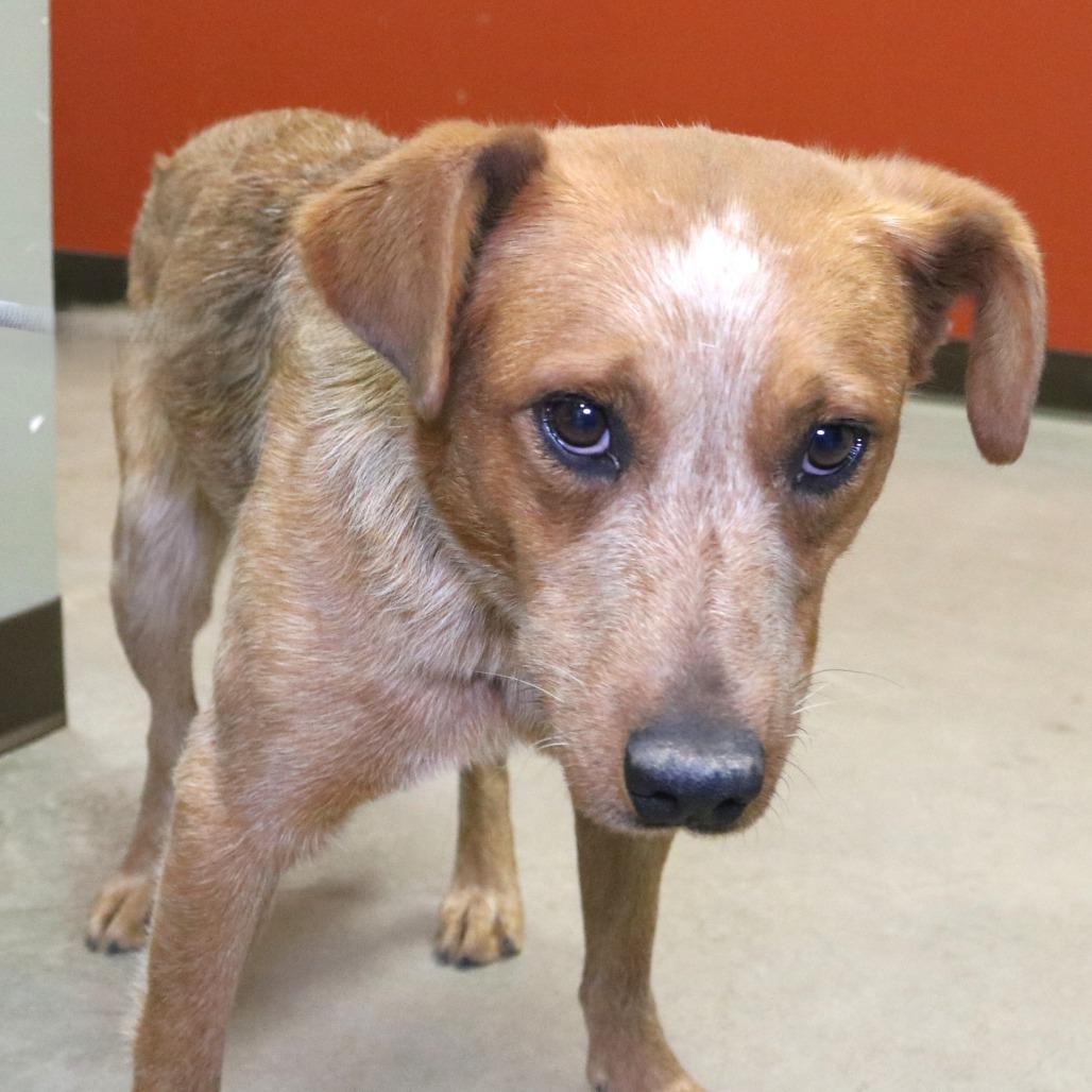 Enlarge Rodeo Queen(Blondie), a Adoptable mixed breed in Rifle, CO image 2/3