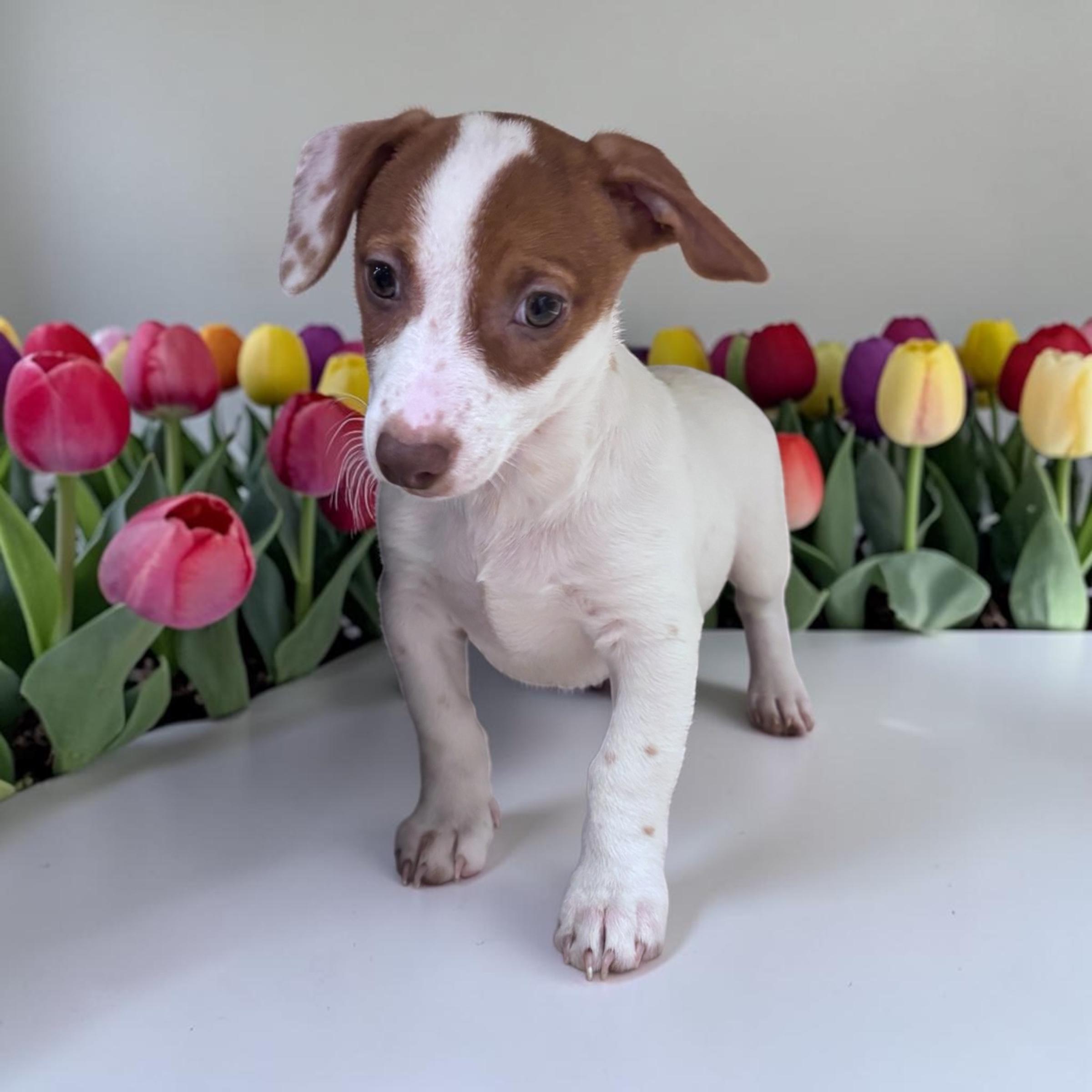 Ranger, ADOPTABLE, Puppy Male Chihuahua & Australian Cattle Dog / Blue Heeler.
