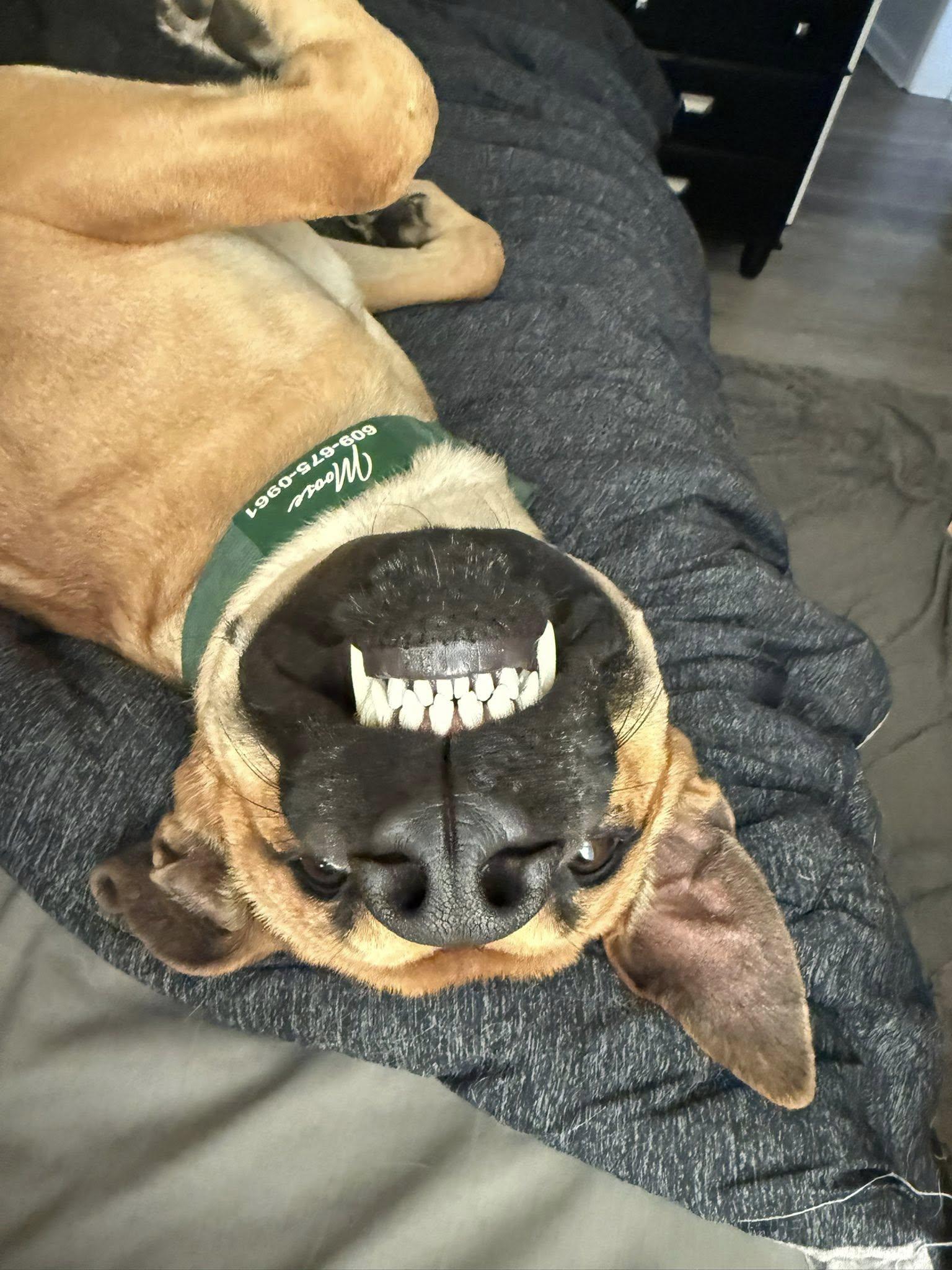 Jurgen, Adoptable, Young Male German Shepherd Dog & Great Dane.