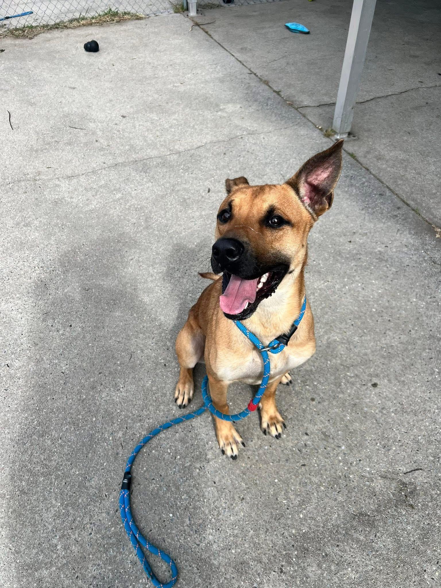 Jurgen, a Adoptable mixed breed in gibbstown, NJ image 2/5