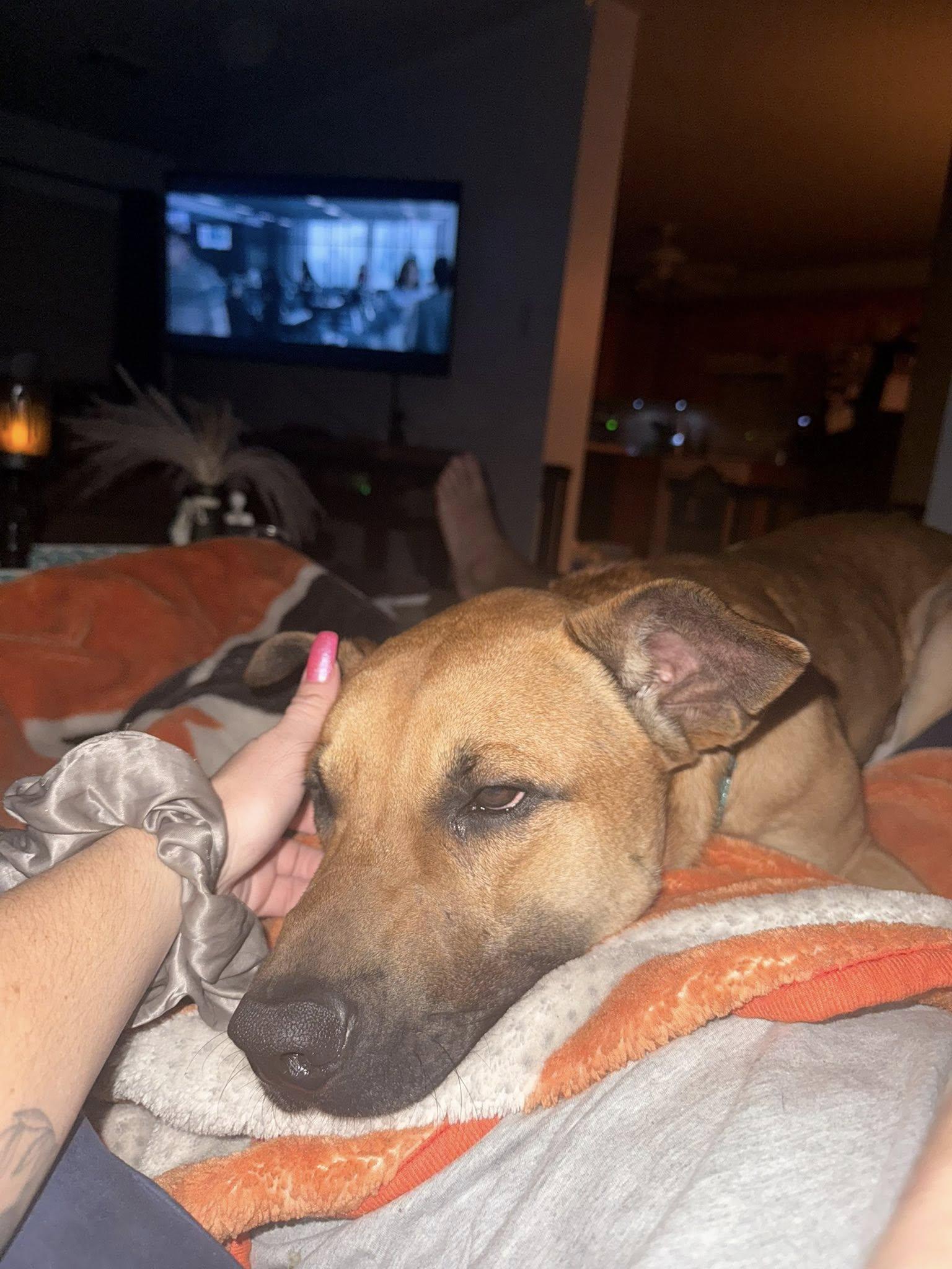 Jurgen, a Adoptable mixed breed in gibbstown, NJ image 4/5