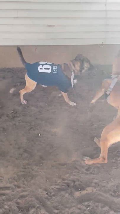 Enlarge Jurgen, a Adoptable mixed breed in gibbstown, NJ video 5/5