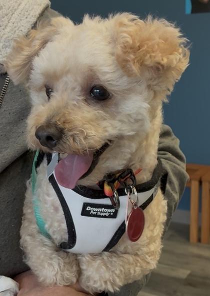 Dakota, an adopted mixed breed in Baltimore, MD image 3/3
