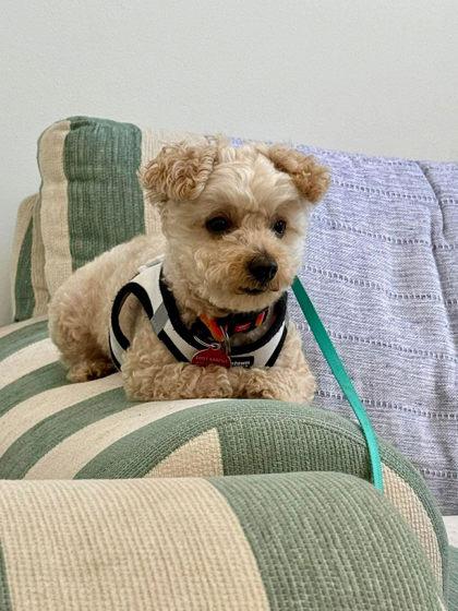 Dakota, adopted, Adult Male Miniature Poodle.