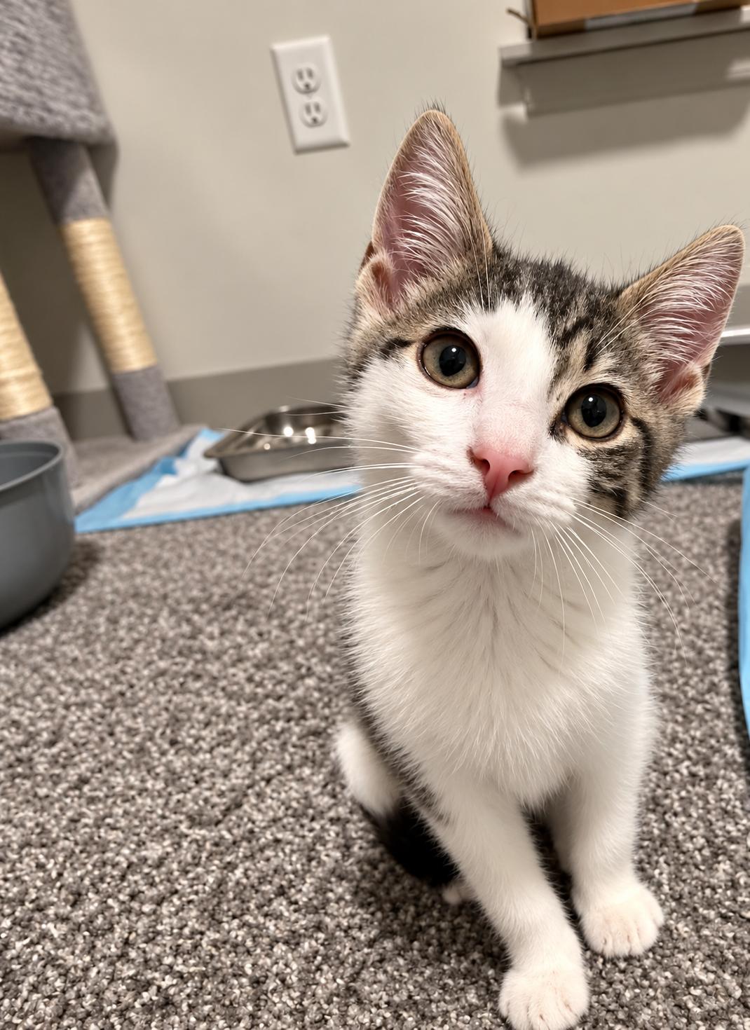 Enlarge Topaz, a Adoptable Domestic Short Hair in Victor, NY image 1/1
