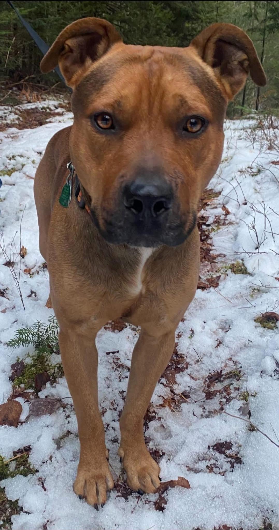 Boone *in New England