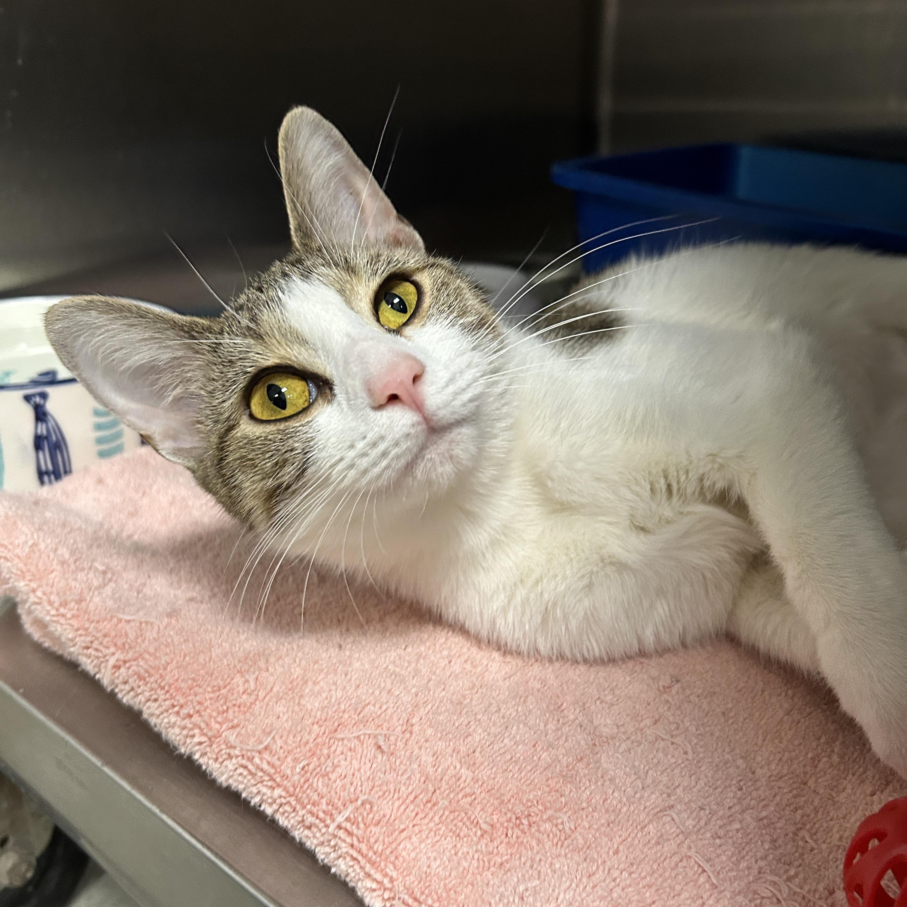 Enlarge Katniss, a ADOPTABLE Domestic Short Hair in La Grange Park, IL image 1/4