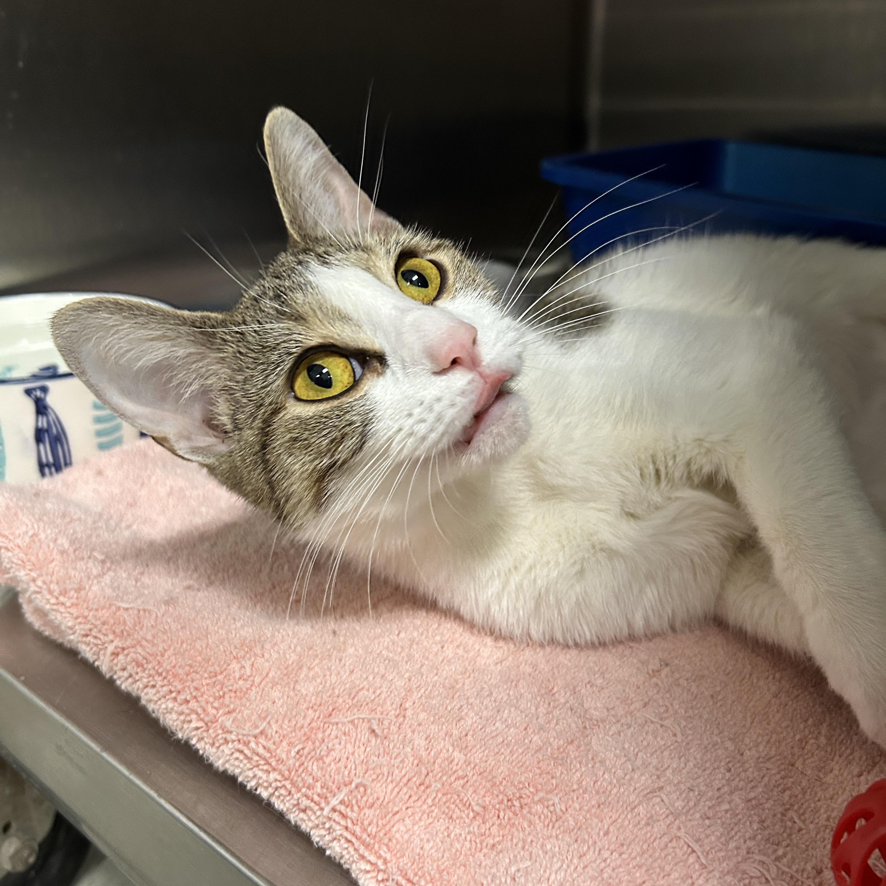 Enlarge Katniss, a ADOPTABLE Domestic Short Hair in La Grange Park, IL image 4/4