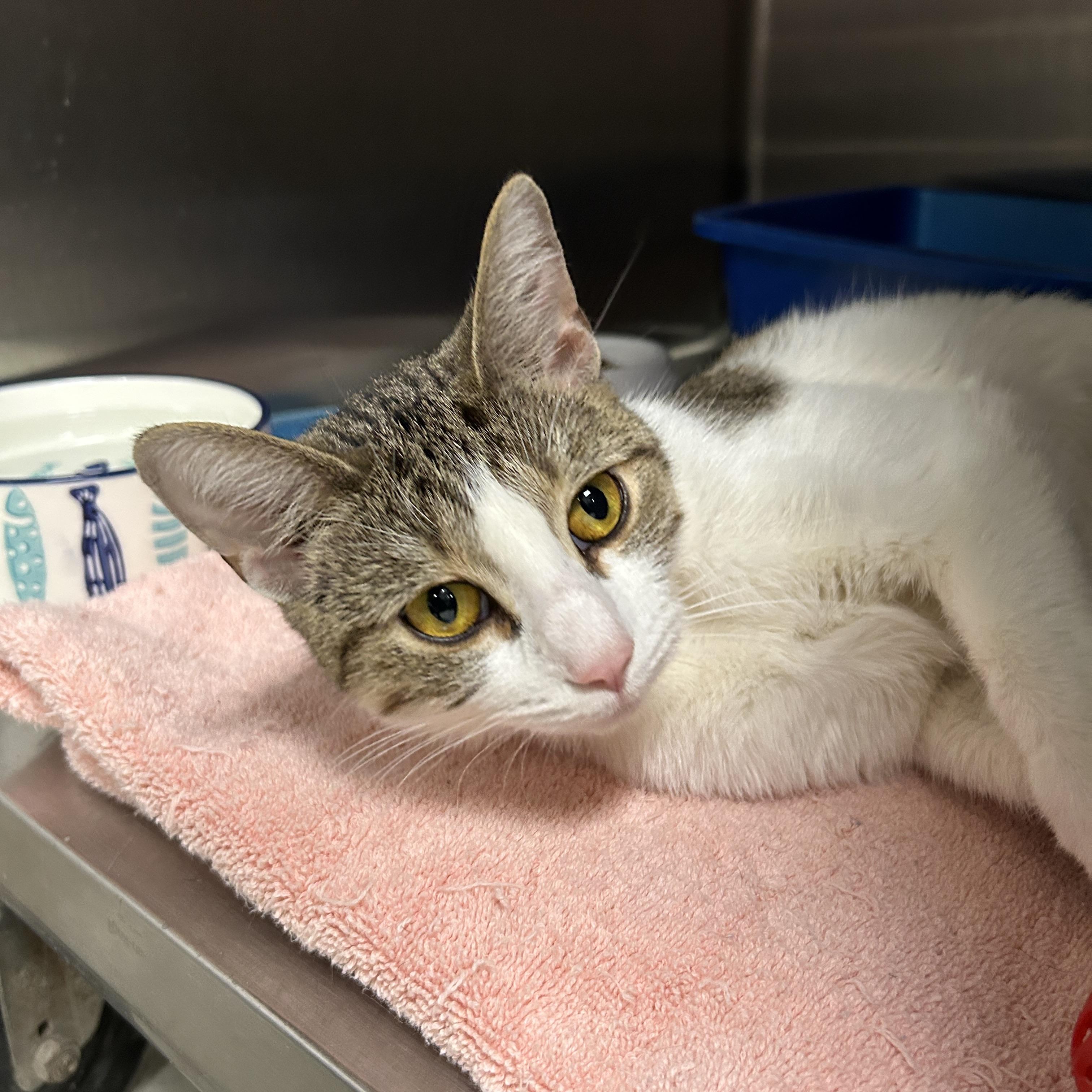 Enlarge Katniss, a ADOPTABLE Domestic Short Hair in La Grange Park, IL image 3/4